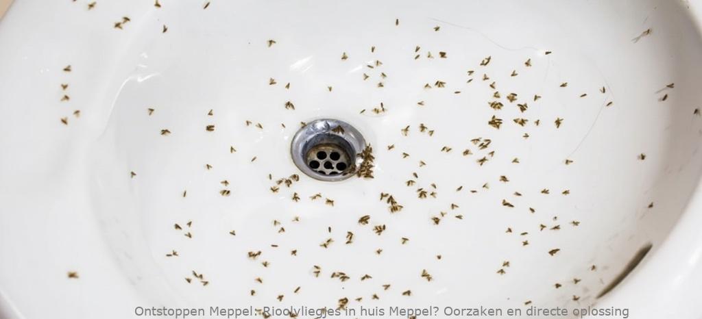 Rioolvliegjes in huis Meppel? Oorzaken en directe oplossing